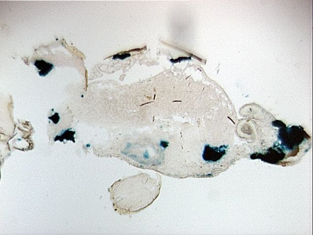 s1.2