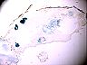 757_30d_abd