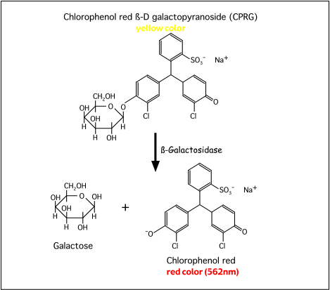 onpg assay